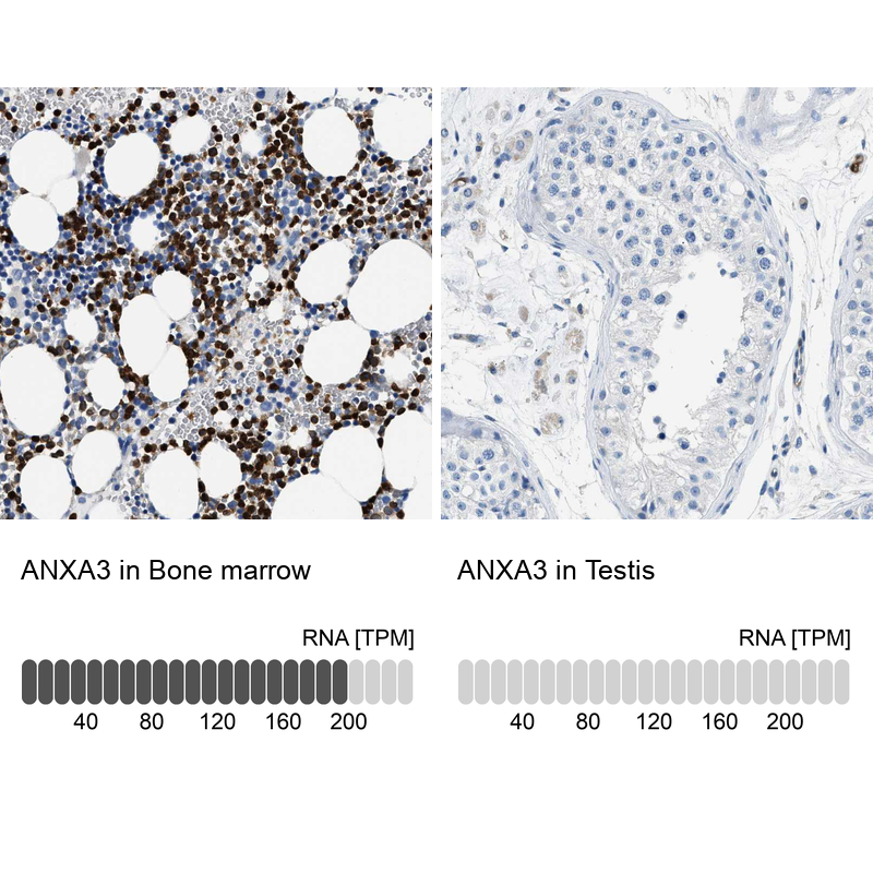Atlas Antibodies Anti-ANXA3 Antibody