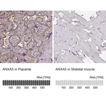 Atlas Antibodies Anti-ANXA5 Antibody