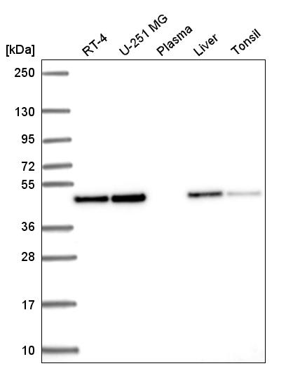 Atlas Antibodies Anti-ANXA7 Antibody