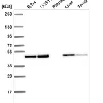 Atlas Antibodies Anti-ANXA7 Antibody