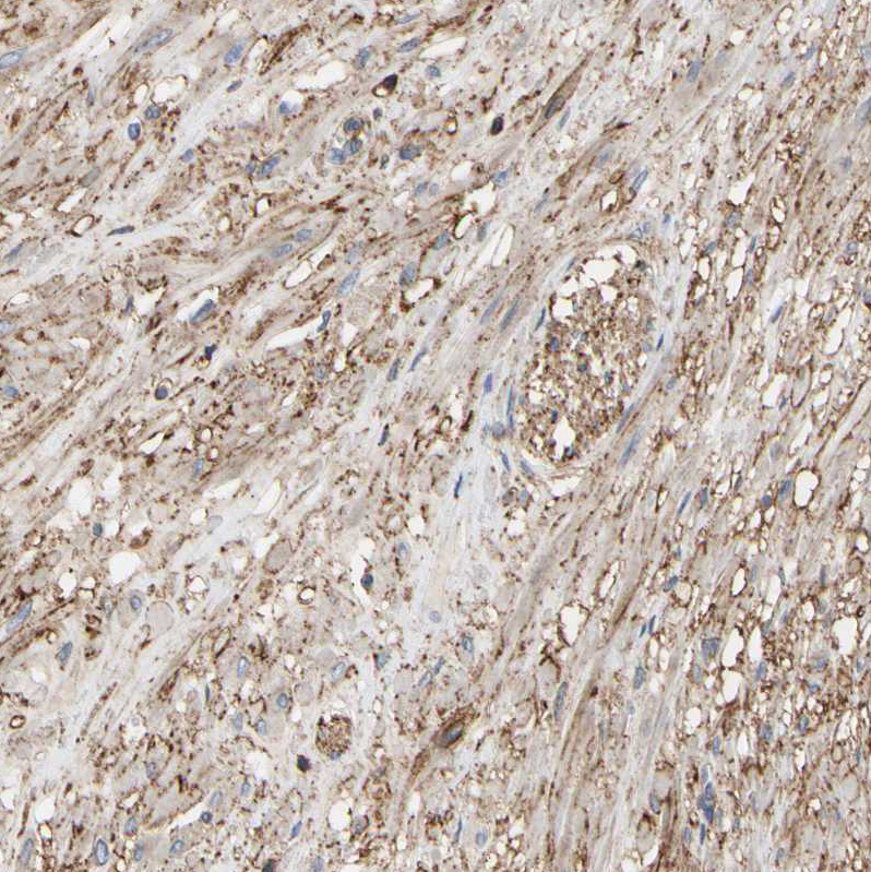 Atlas Antibodies Anti-ANXA6 Antibody