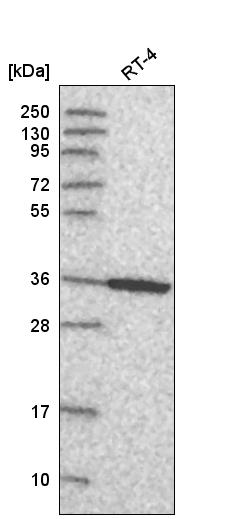Atlas Antibodies Anti-ANXA8 Antibody