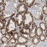 Atlas Antibodies Anti-AOC1 Antibody