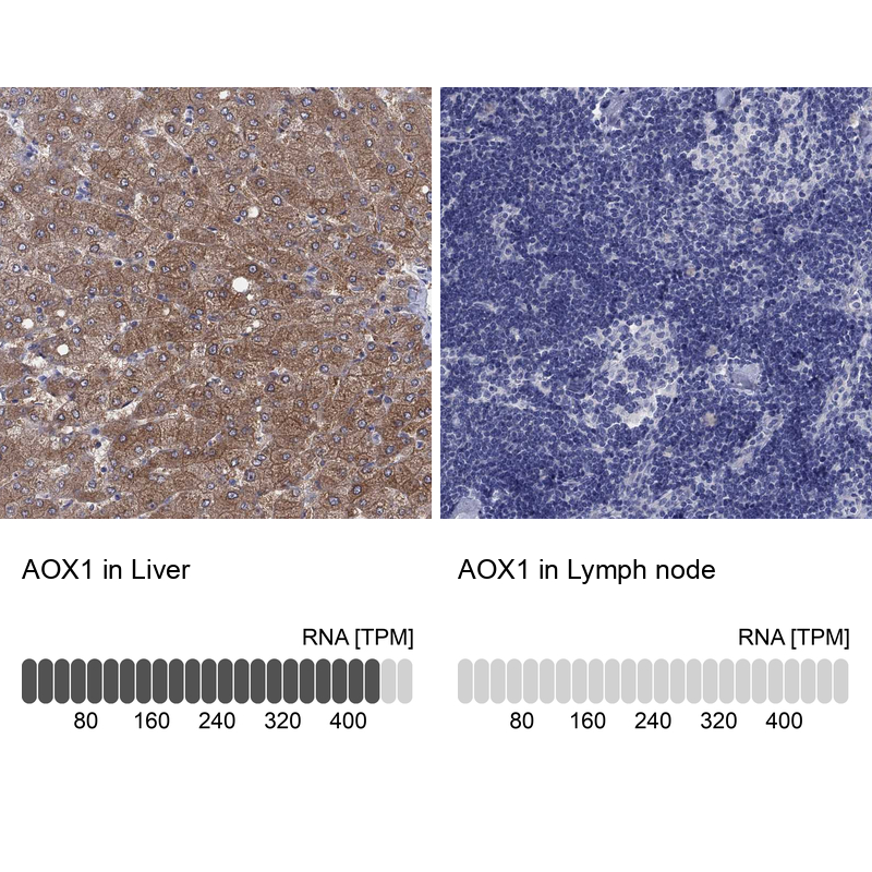 Atlas Antibodies Anti-AOX1 Antibody