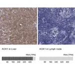 Atlas Antibodies Anti-AOX1 Antibody
