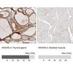 Atlas Antibodies Anti-ANXA9 Antibody