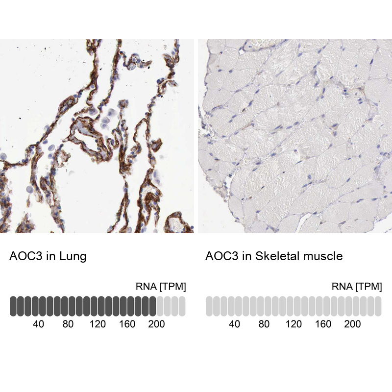 Atlas Antibodies Anti-AOC3 Antibody
