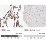 Atlas Antibodies Anti-AOC3 Antibody