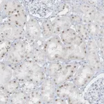 Atlas Antibodies Anti-AP000322.53 Antibody