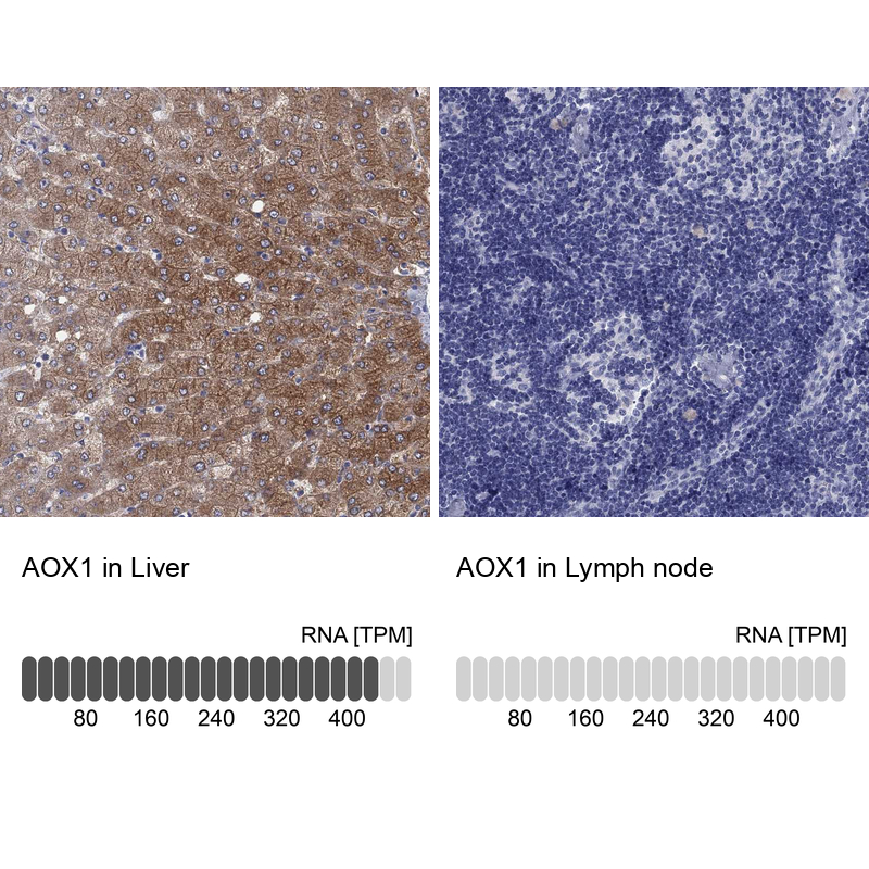 Atlas Antibodies Anti-AOX1 Antibody