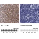 Atlas Antibodies Anti-AOX1 Antibody