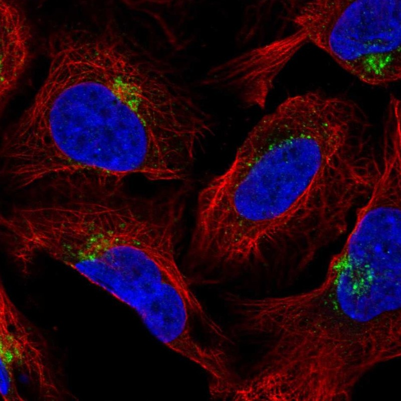 Atlas Antibodies Anti-AP1AR Antibody