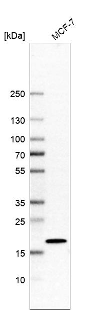 Atlas Antibodies Anti-AP1S1 Antibody