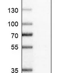 Atlas Antibodies Anti-AP1S1 Antibody