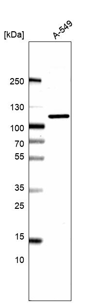 Atlas Antibodies Anti-AP2B1 Antibody