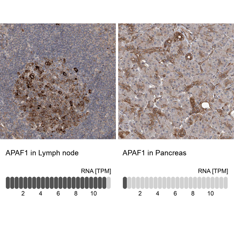 Atlas Antibodies Anti-APAF1 Antibody