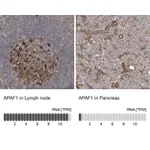 Atlas Antibodies Anti-APAF1 Antibody