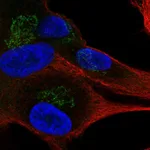 Atlas Antibodies Anti-APBA1 Antibody