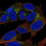 Atlas Antibodies Anti-APBA2 Antibody