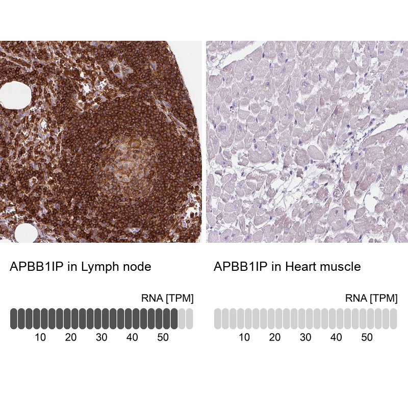 Atlas Antibodies Anti-APBB1IP Antibody
