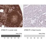 Atlas Antibodies Anti-APBB1IP Antibody