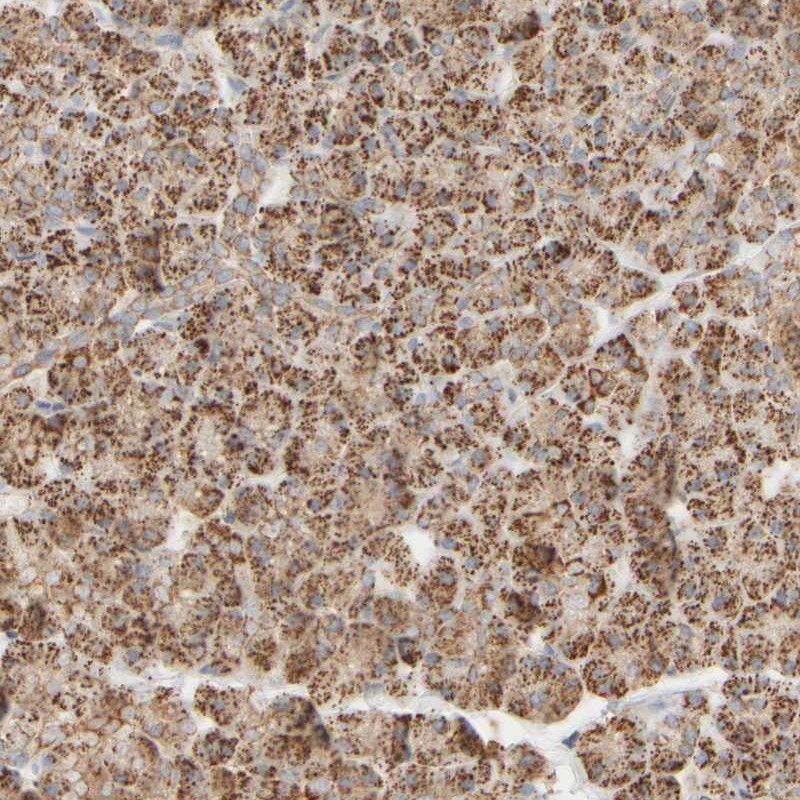 Atlas Antibodies Anti-APBB2 Antibody