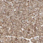 Atlas Antibodies Anti-APBB2 Antibody