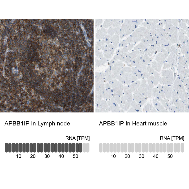 Atlas Antibodies Anti-APBB1IP Antibody