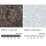 Atlas Antibodies Anti-APBB1IP Antibody
