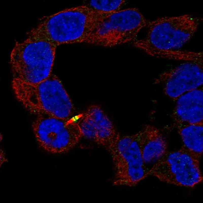 Atlas Antibodies Anti-APC2 Antibody