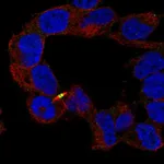 Atlas Antibodies Anti-APC2 Antibody