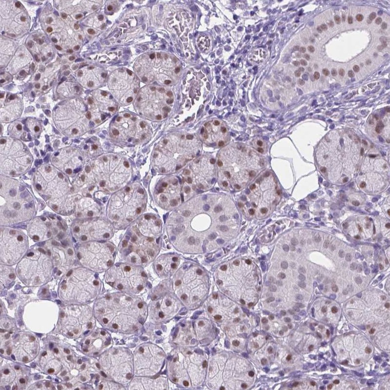 Atlas Antibodies Anti-APCDD1L Antibody