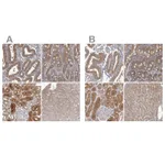 Atlas Antibodies Anti-APEH Antibody