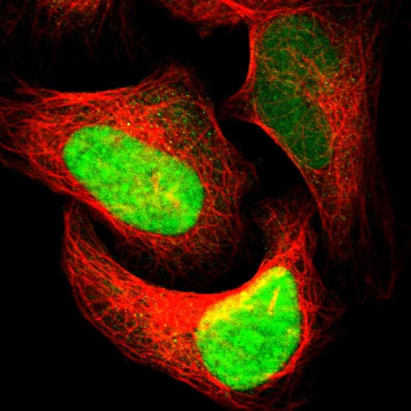 Atlas Antibodies Anti-APEX1 Antibody