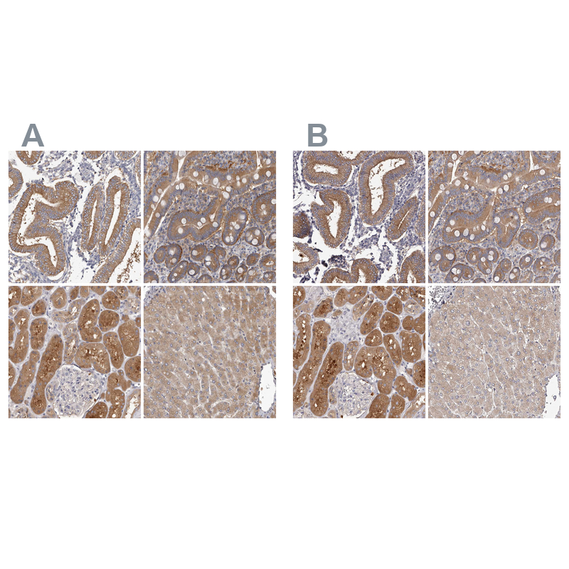 Atlas Antibodies Anti-APEH Antibody
