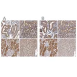 Atlas Antibodies Anti-APEH Antibody