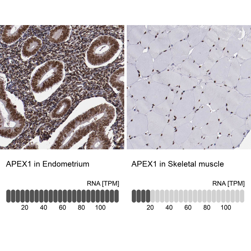 Atlas Antibodies Anti-APEX1 Antibody