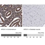 Atlas Antibodies Anti-APEX1 Antibody