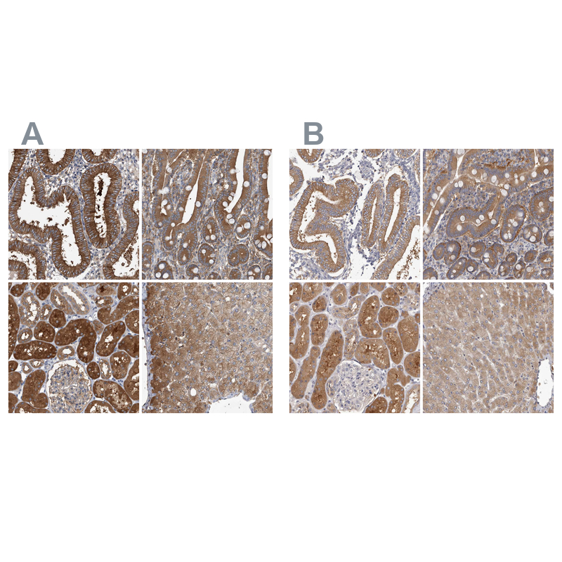 Atlas Antibodies Anti-APEH Antibody