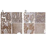 Atlas Antibodies Anti-APEH Antibody