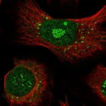 Atlas Antibodies Anti-APEX2 Antibody