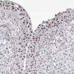 Atlas Antibodies Anti-API5 Antibody