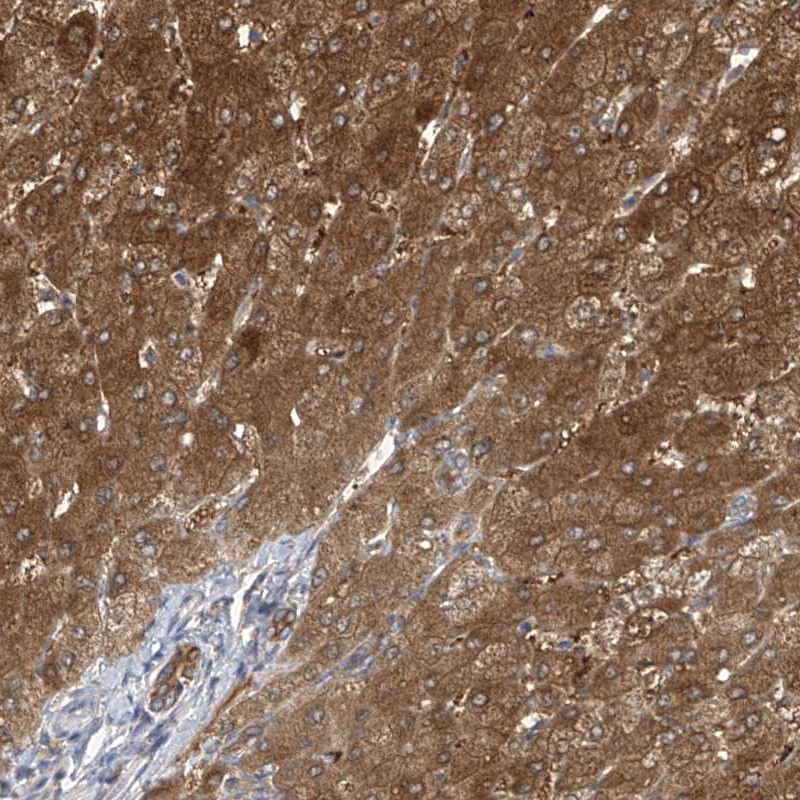 Atlas Antibodies Anti-APLF Antibody