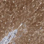 Atlas Antibodies Anti-APLF Antibody