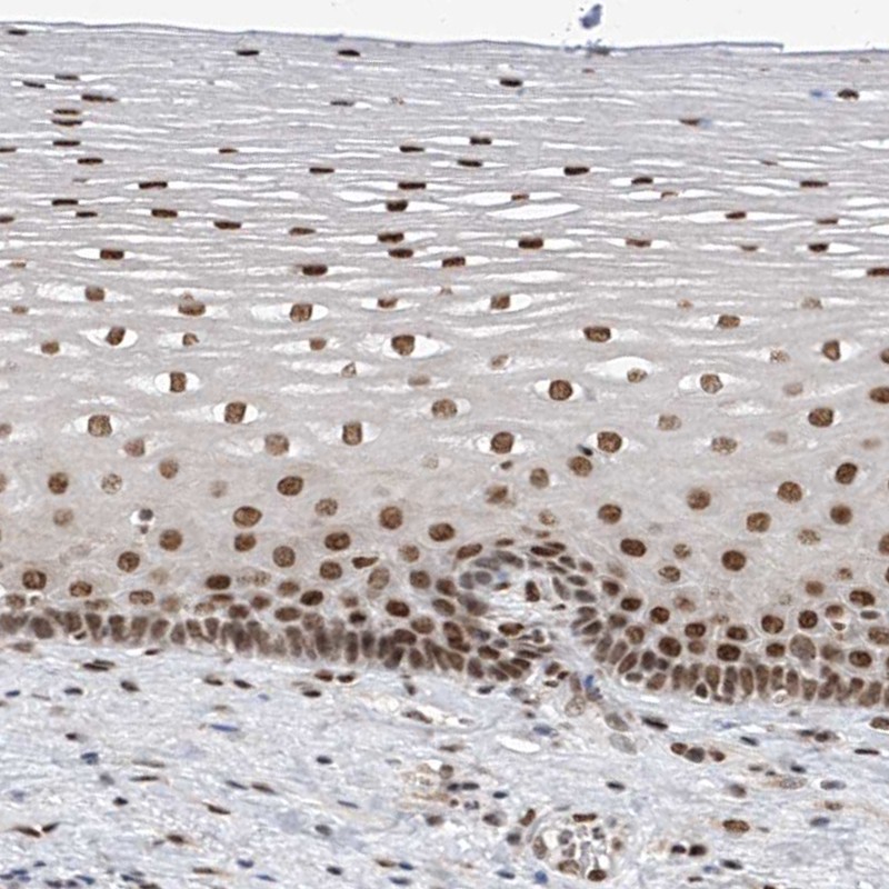 Atlas Antibodies Anti-APLF Antibody