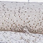 Atlas Antibodies Anti-APLF Antibody