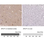 Atlas Antibodies Anti-APLP1 Antibody
