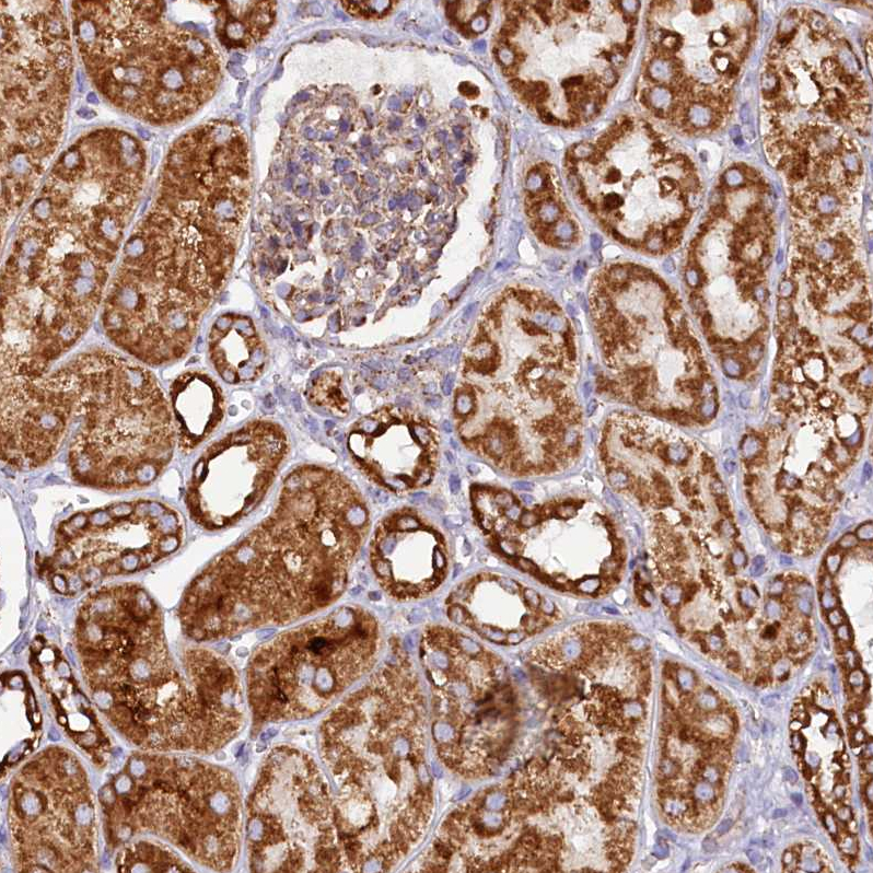 Atlas Antibodies Anti-APLP2 Antibody