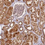 Atlas Antibodies Anti-APLP2 Antibody