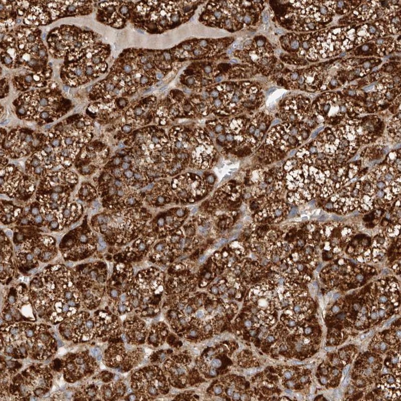 Atlas Antibodies Anti-APLF Antibody